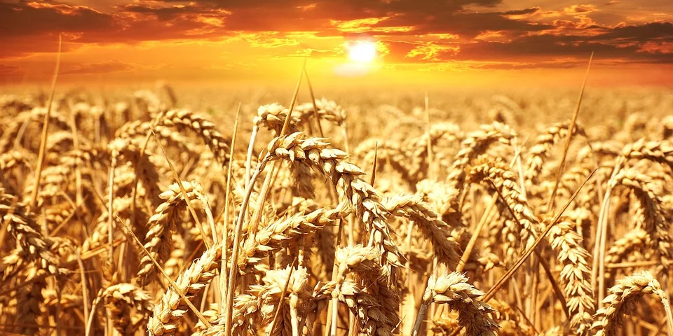 A sunshine landscape of a wheat farming