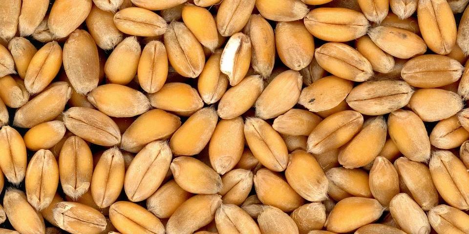 A plenty of harvested wheat grains