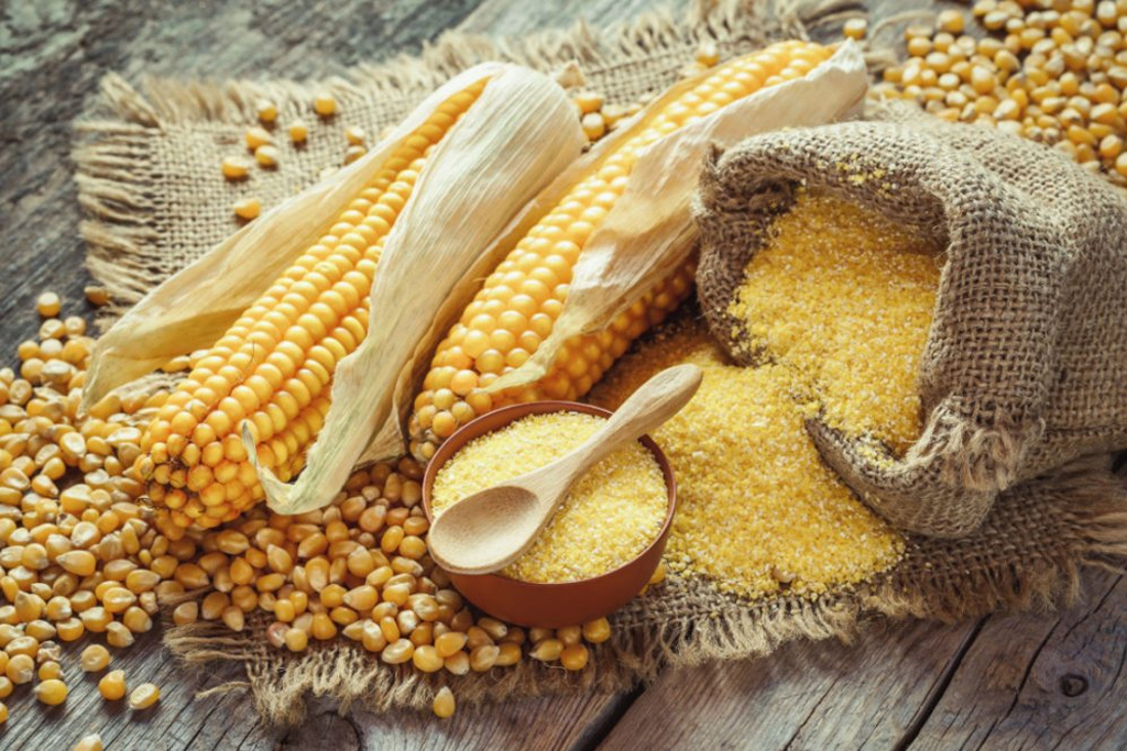 GMO Yellow Maize, or Corn, displayed in ears, and milled into bowl with wooden spoon above, besides lying jute bag, together with loose kernels, over wooden table and jute mat