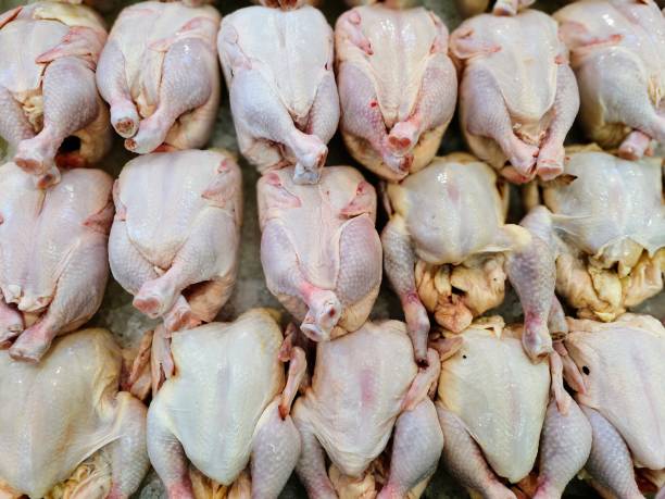 close up of fresh boiler chickens ready to freeze for export